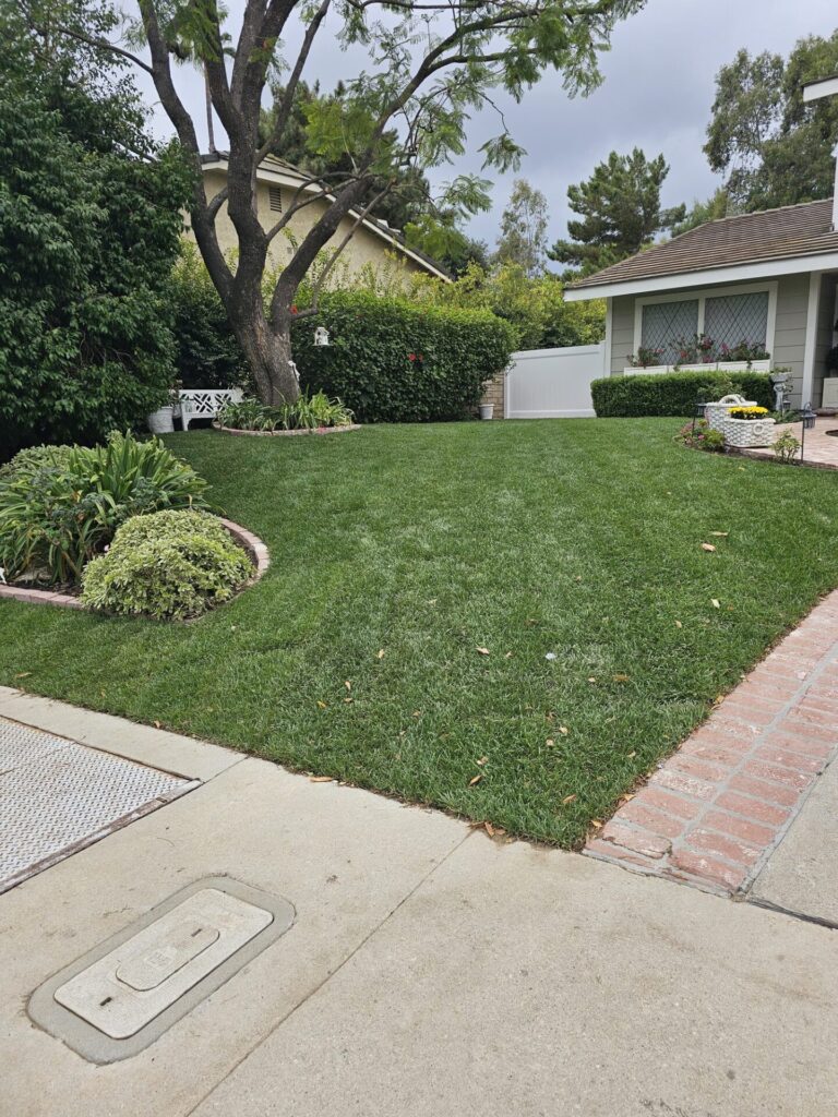 New sod front lawn with brick mow-strip border and mature shrubs
