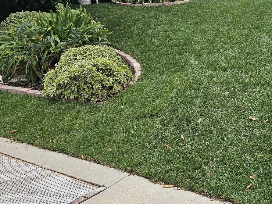 Brick-edged planting bed with neatly shaped shrubs bordering a fresh lawn