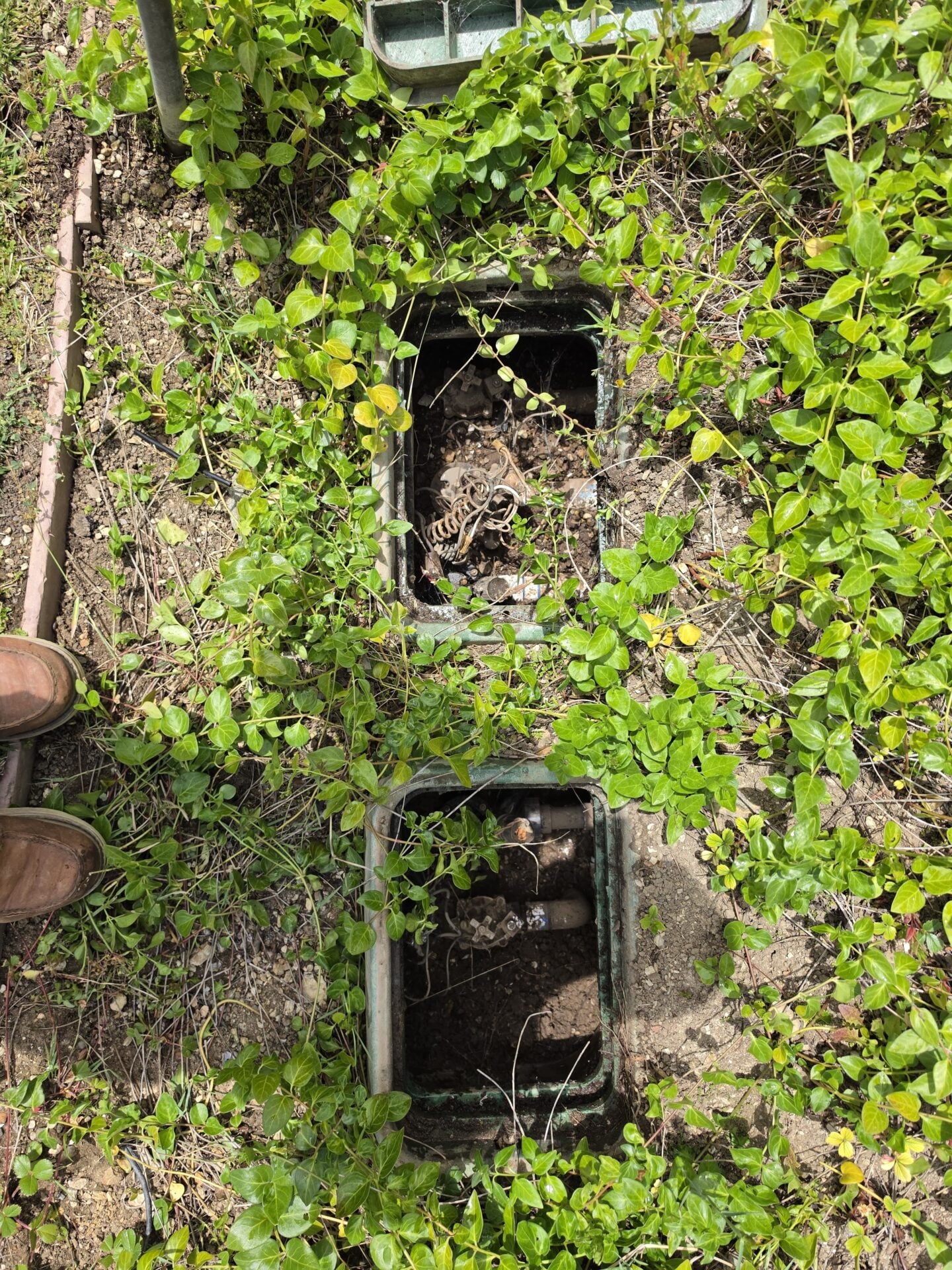 Inline valve replacement before - overgrown valve box - Evergreen Sprinklers