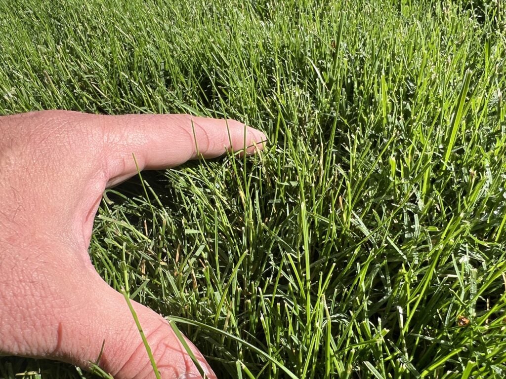 Hand pressed into dense tall fescue sod showing blade depth and density