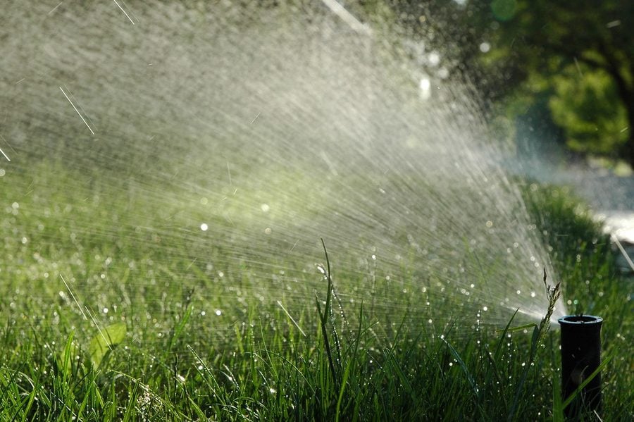 Spray head running with its full watering pattern visible against low sunlight